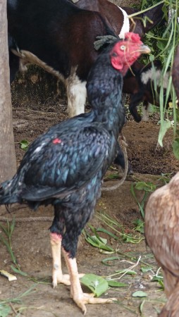 અસીલ મુરઘો વેચવાનો છે