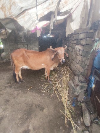વેચવાની છે