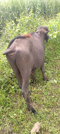 ખડેલી