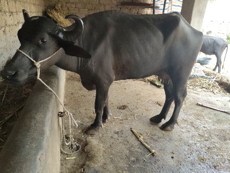 6litre dudh Pi l vedar