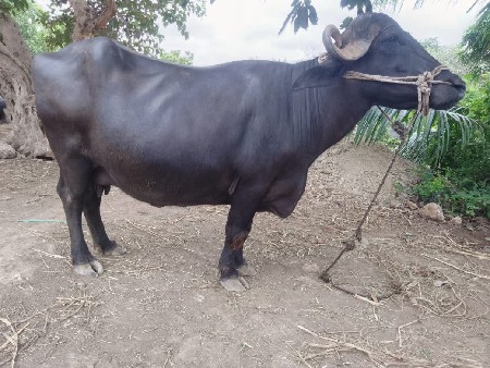 ભૅસ વૅસવાની સૅ