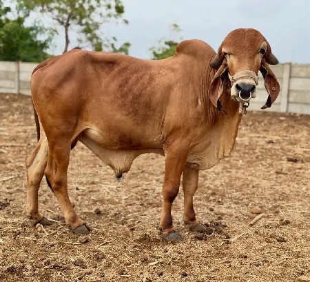 vachdi vechvani chhe