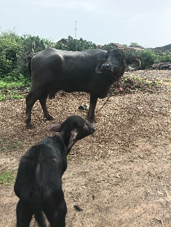 ભેંસ વેચવાની છે બીજું વેતર
