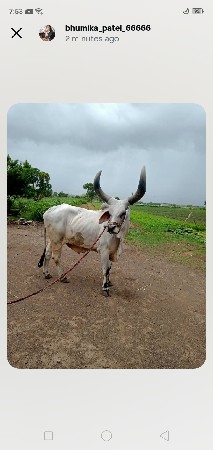 સાવ સોજો બળદ છે