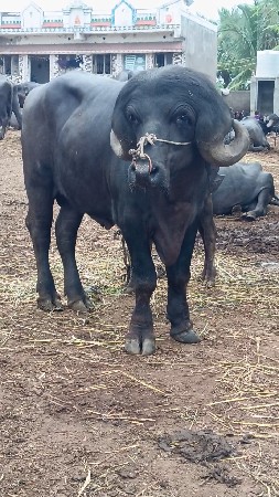 પાડો
