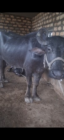 ભેસ વેચવાની છે