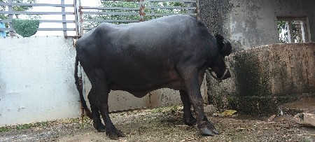આ ખડાય દેવાની છે