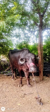 ભેંસ વેચવાની છે