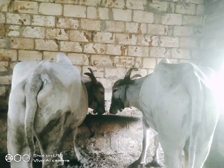 બડદુ‌વેચવાના છે.