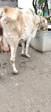 વેચવાની છે