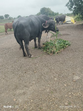 બીજુ વેધર