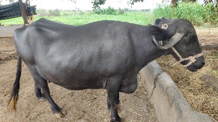 ભેંસ