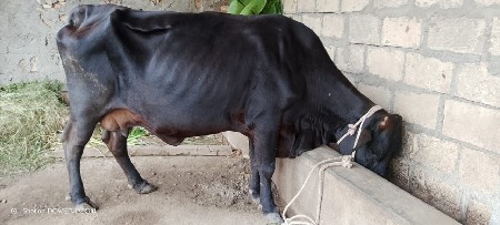 hf ગાય વેચવાની છે