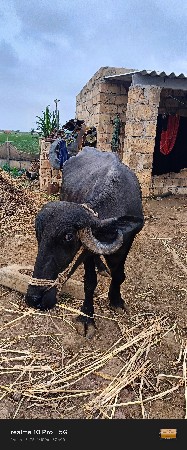 10 દિવસ ની કાચી