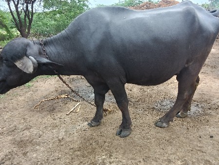 પેલું વેતર