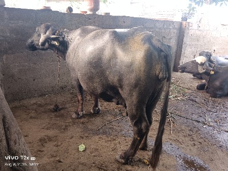ભેસ વેચવા ની છે