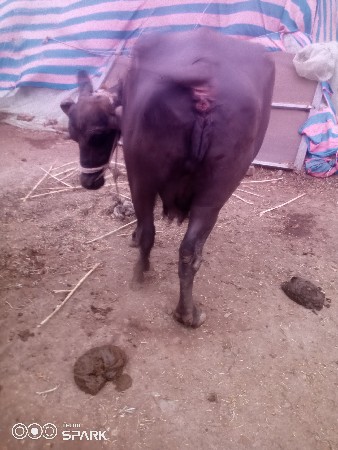 વેચવાનુછે