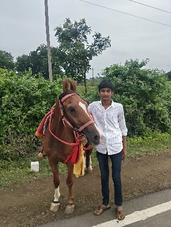 આ ઘોડી વેચવાની છે