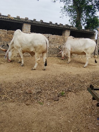 બળદ વેચવાના છે