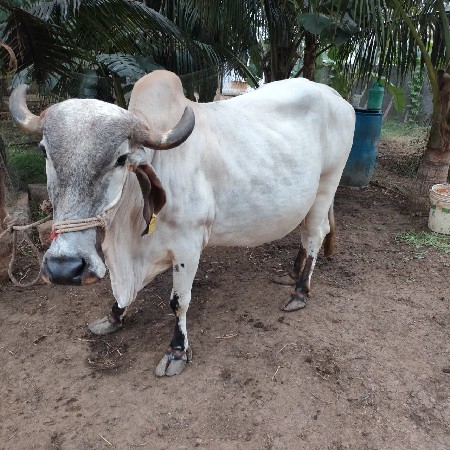 ગાઈ વેચવાની છે