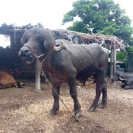 પાડો વેચવાનો છે
