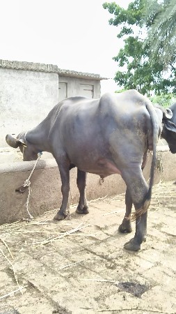 ખડેલી વેચવાની છે...