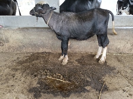 પાડો વેચવા નો સે