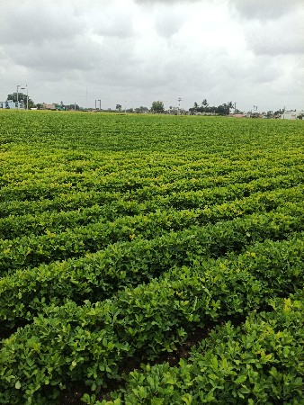 16 વીઘા સે ફૂલ પાણી સે