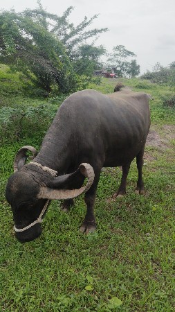 એક 3વેતર બીજી 4વેતર ની