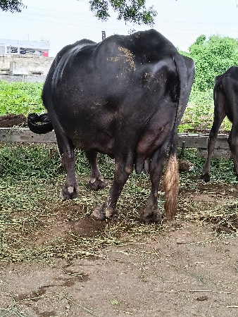 આભેશવેશવાનિસે