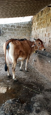 ક્રોસ ગાય વેચવાની છે