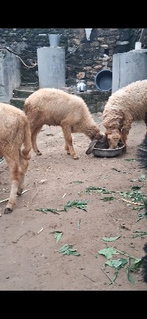 11 મહિનાના 4 ઘેટા