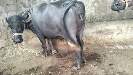 Bhaesh veshavani chh