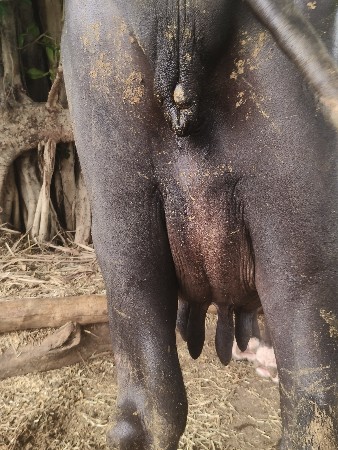 ભેંસ વેચવાની છે ભાઈ