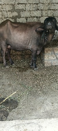 ભેંસ વેચવાની છે