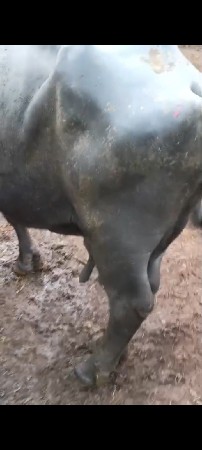 ભેંસ વેચવાની છે