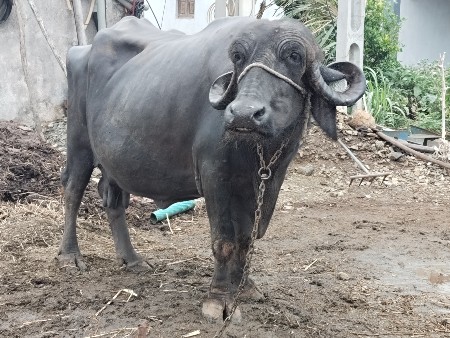 ભેંશ