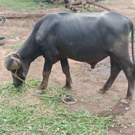 પાડો વેચવાનો છે