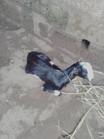 આ બકરી 🐐 વેચવા ની છે ભાઈ