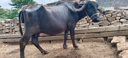 ભેંસ વેચવાની છે