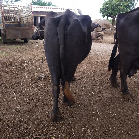 ભેંસ વેચવાની છે બે મહિનાની વેણલ છે
