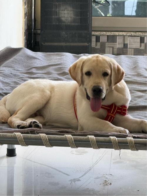 Labrador male 4 month
