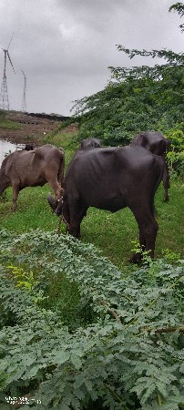 13 ખડેલા