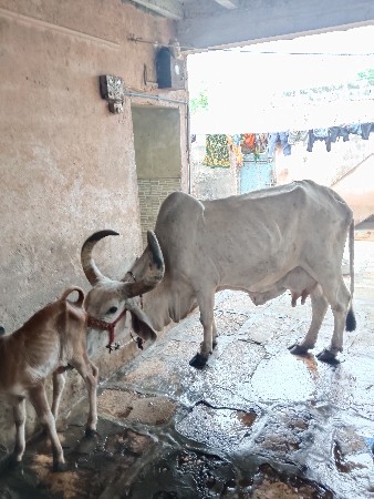 ગાય વેચવાની છે