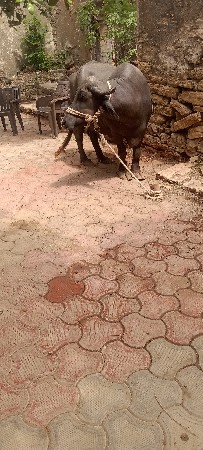 ભેંશ.વેસવાની