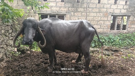 mori ketan