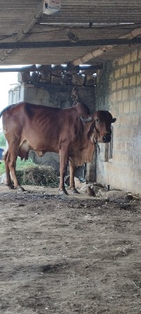ગીર ગાય વેસવાની છે