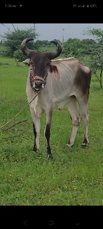 બળદ