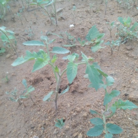 ટમેટી   રોપ  વેચવાનો  સે