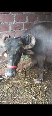 ભેંસ વેચવાની છે